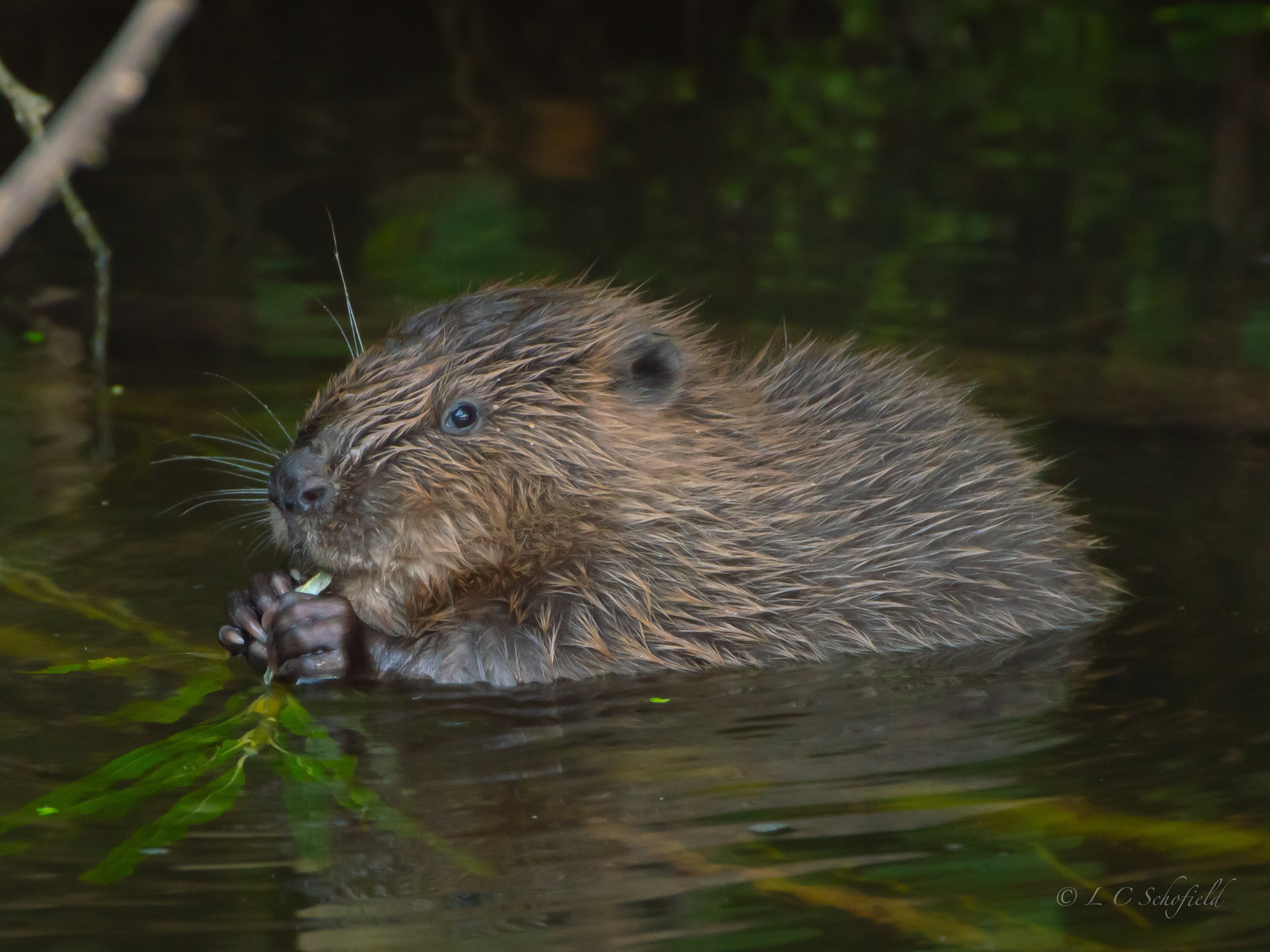 Ealing Beaver Project - 29 August 2024 Volunteers Needed - ActforEaling ...